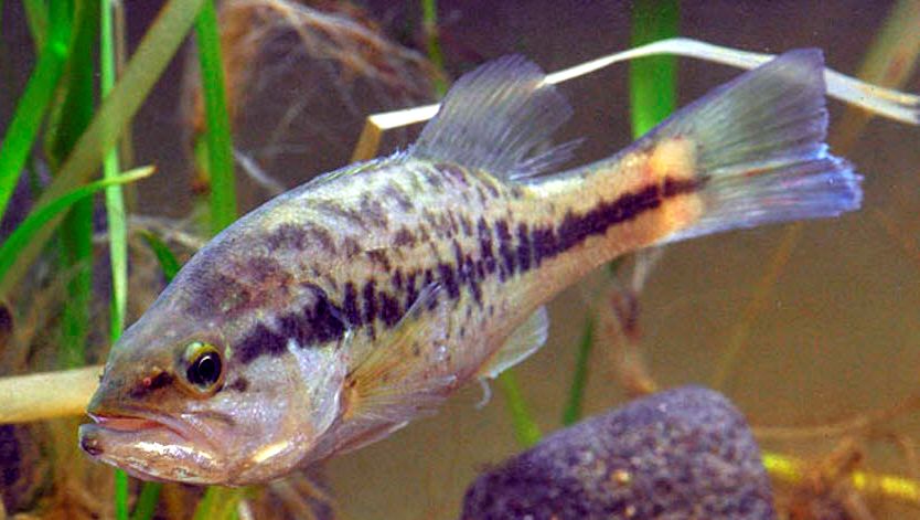 Micropterus salmoides_06.jpg